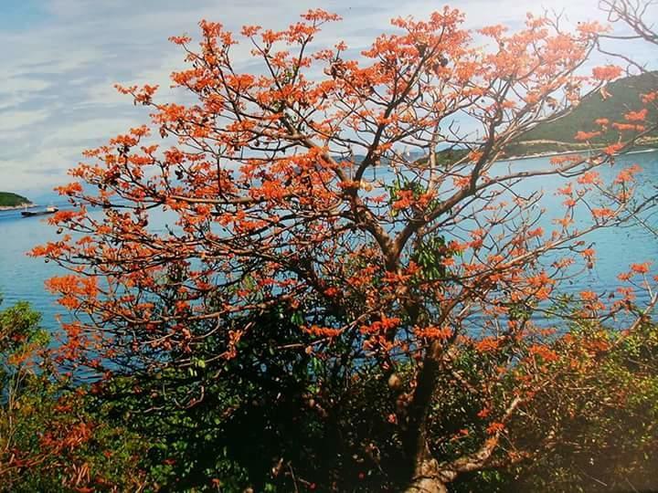 Trang Vu Homestay Cu Lao Cham Tan Hiep  Ngoại thất bức ảnh